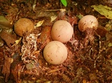 Radiigera cinnamomea image