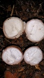 Radiigera cinnamomea image
