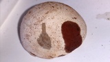 Radiigera cinnamomea image