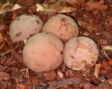 Radiigera cinnamomea image