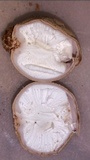 Radiigera cinnamomea image