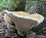 Bondarzewia berkeleyi image
