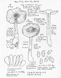 Cortinarius fulvescens image
