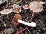 Cortinarius fulvescens image