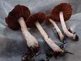 Cortinarius fulvescens image