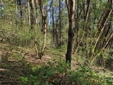 Cortinarius fulvescens image