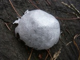 Reticularia lycoperdon image