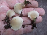 Hohenbuehelia angustata image