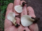 Hohenbuehelia angustata image