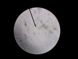 Hohenbuehelia angustata image