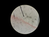 Hohenbuehelia angustata image