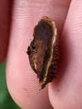 Gloeophyllum sepiarium image