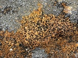 Verrucaria muralis image