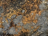 Verrucaria muralis image