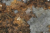 Verrucaria muralis image