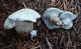 Hygrophorus caeruleus image