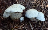 Hygrophorus caeruleus image