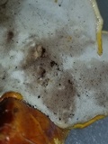 Ganoderma curtisii image