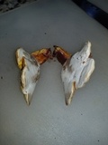 Ganoderma curtisii image