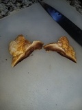 Ganoderma curtisii image