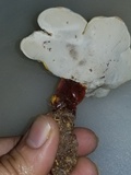 Ganoderma curtisii image