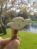 Ganoderma curtisii image