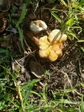 Ganoderma curtisii image