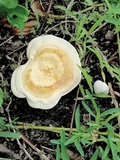 Ganoderma curtisii image