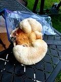 Ganoderma curtisii image