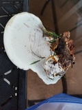 Ganoderma curtisii image
