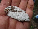 Ceratiomyxa fruticulosa var. fruticulosa image