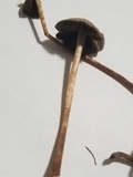 Panaeolus olivaceus image