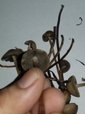 Panaeolus olivaceus image