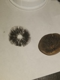Panaeolus olivaceus image