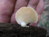 Crepidotus stipitatus image