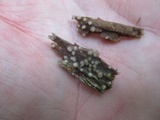 Helicogloea compressa image