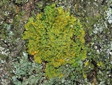 Oxneria fallax image