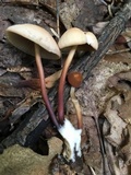 Marasmius cohaerens image