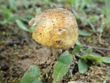 Amanita flavorubens image