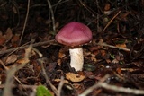 Cortinarius lebre image