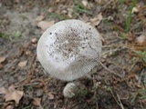Amanita sect. Vaginatae image