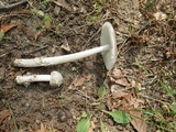 Amanita sect. Vaginatae image