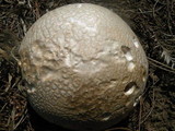 Calvatia pachydermica image