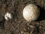 Calvatia pachydermica image