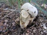 Tylopilus intermedius image