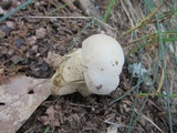 Tylopilus intermedius image