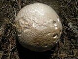 Calvatia pachydermica image