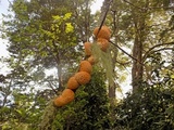 Cyttaria berteroi image
