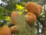 Cyttaria berteroi image