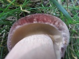 Tylopilus rubrobrunneus image